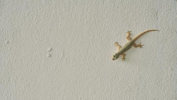 Kenapa Ada Banyak Cicak di Rumah? Ini Penyebab dan Cara Usirnya 