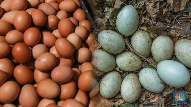 Telur Ayam dan Telur Bebek, Mana yang Paling Sehat?