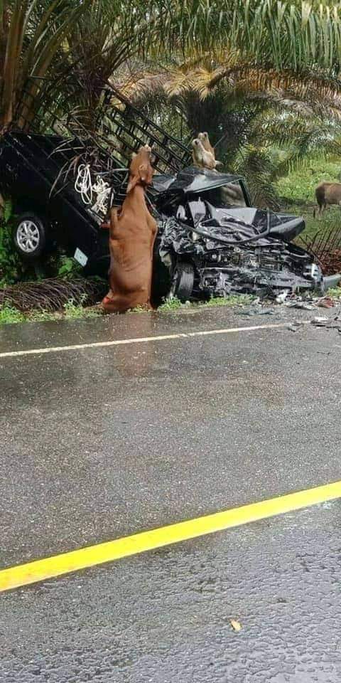 FB IMG 1596283937651