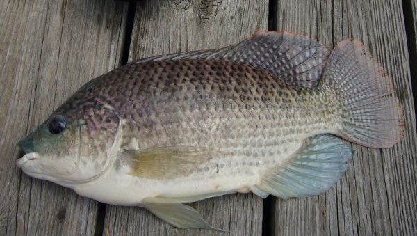 bb7dddc4 ikan tilapia