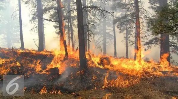 hutan terbakar